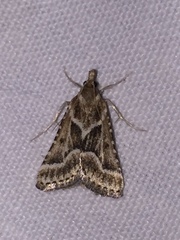 Stemmatophora borgialis