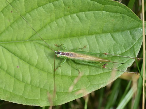Long-winged Conehead, Groesbeek, Nederland, photo 9 of 10