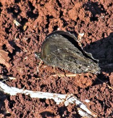 Praepedaliodes phanias