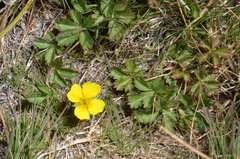 Potentilla anglica
