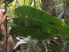 Mischocarpus grandissimus