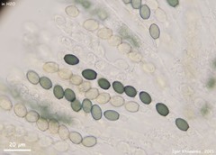 Schizothecium cervinum