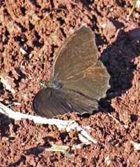 Praepedaliodes phanias