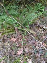 Rubus leucodermis