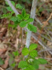 Rubus leucodermis