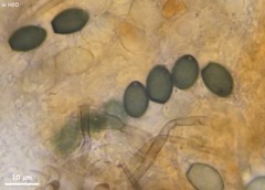 Schizothecium cervinum