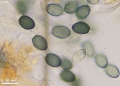 Schizothecium cervinum