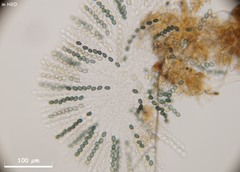 Schizothecium cervinum