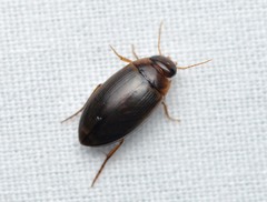 Copelatus chevrolati