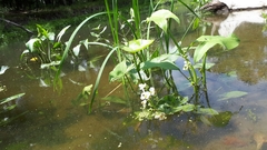 Sagittaria brevirostra