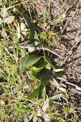 Colchicum eucomoides