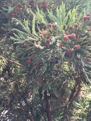 Cryptomeria japonica