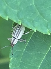 Aphrastus taeniatus