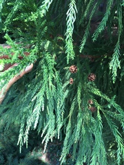Cryptomeria japonica