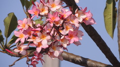 Plumeria rubra