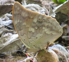 Archaeoprepona demophoon