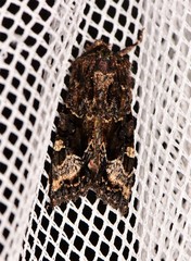 Neumichtis spumigera