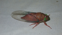 Carineta rufescens