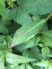 Septoria polygonorum