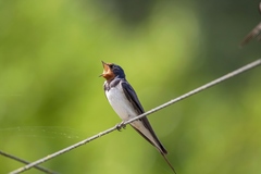 Hirundo rustica