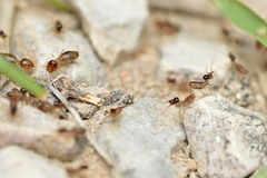 Tenuirostritermes