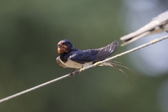 Hirundo rustica