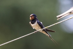 Hirundo rustica