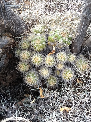 Weingartia neocumingii
