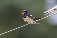 Hirundo rustica