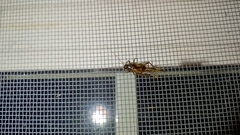 Eunemobius carolinus