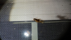 Eunemobius carolinus