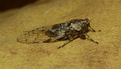 Proarna hilaris