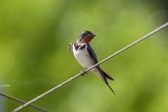 Hirundo rustica