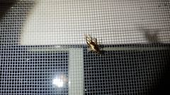 Eunemobius carolinus