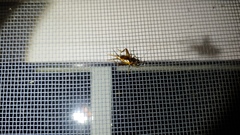 Eunemobius carolinus