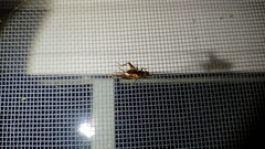 Eunemobius carolinus