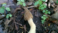 Morchella populiphila