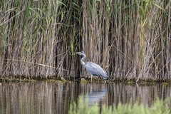 Ardea cinerea