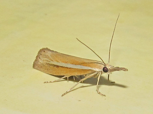 Pale-streak Grass-veneer