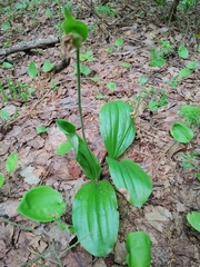 Cypripedium acaule image