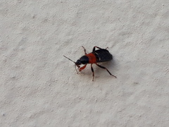 Prostemma sanguineum