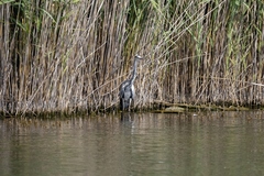 Ardea cinerea