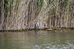 Ardea cinerea