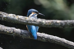 Alcedo atthis