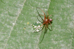 Philodromus marxi