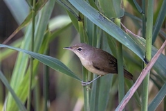 Acrocephalus scirpaceus