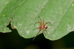 Philodromus marxi
