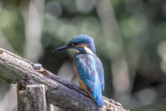 Alcedo atthis
