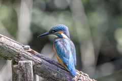Alcedo atthis