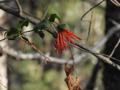 Tristerix corymbosus